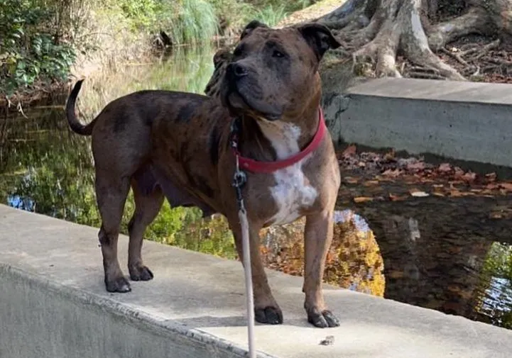 Chiens de l'élevage