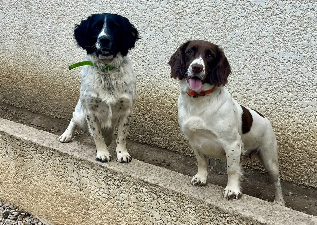 Mariage Rambo x Usca