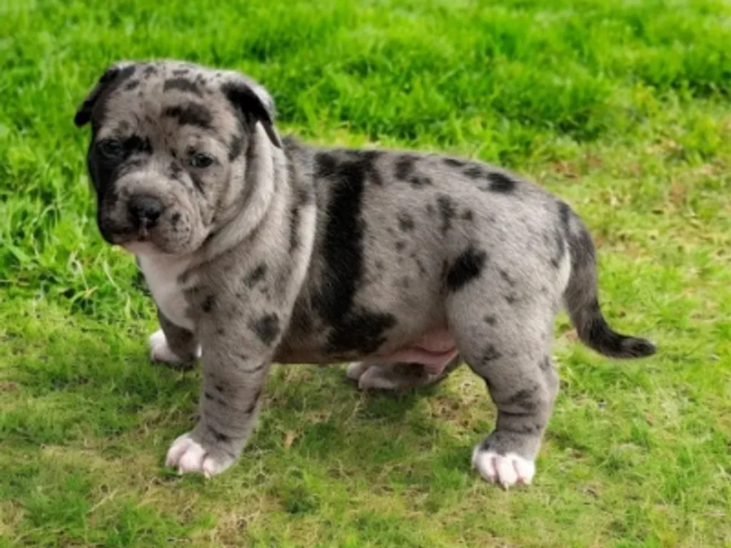 american bully standard male couleur black merle pattes blanche sur la pelouse