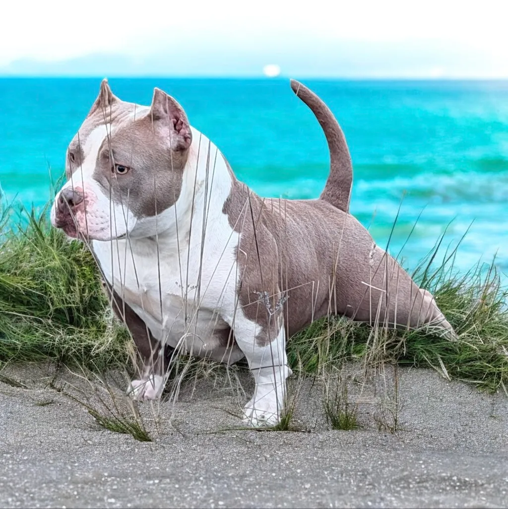 Partir en vacances avec son copain à 4 pattes