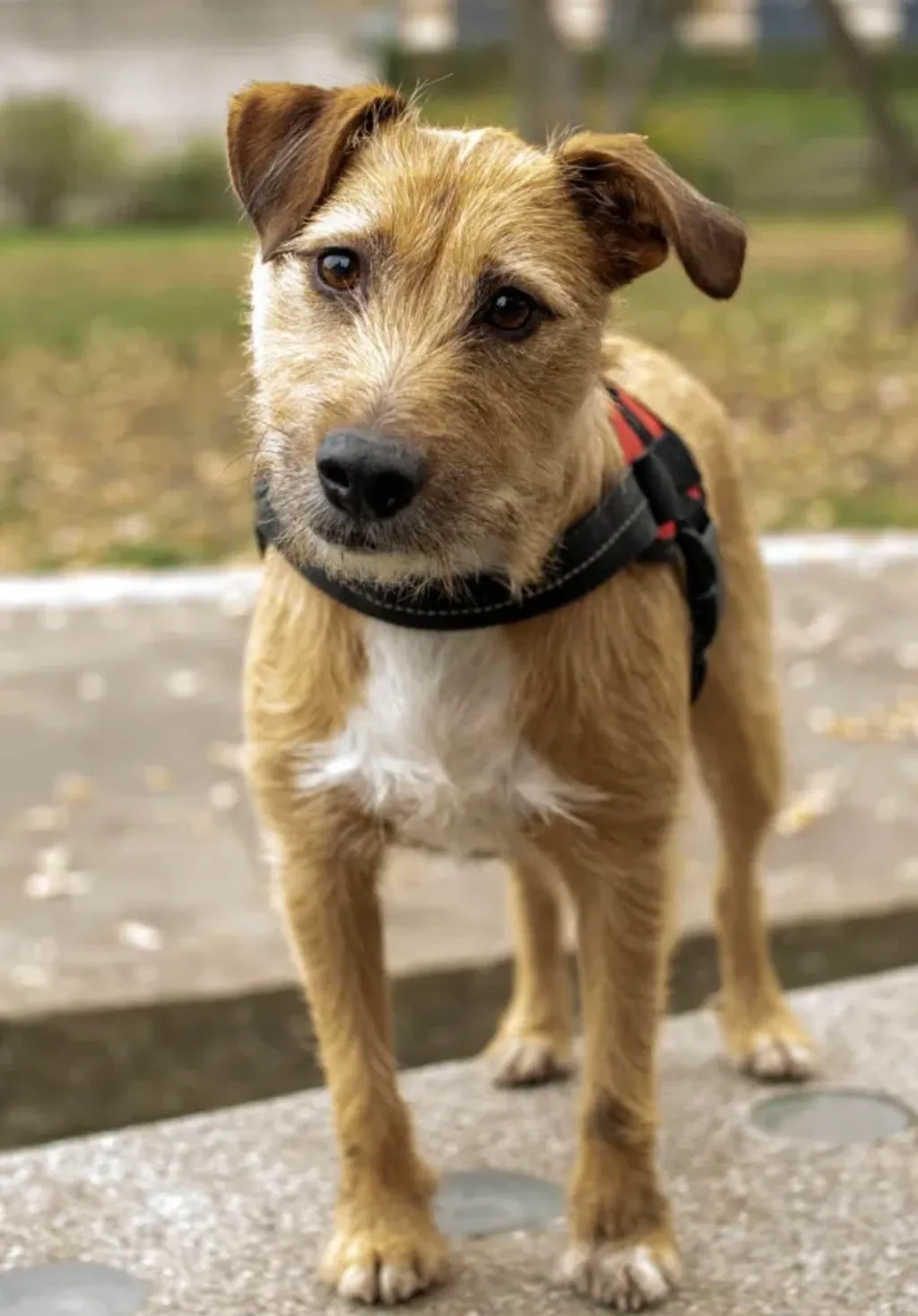 Les Avantages de la stérilisation chez le chien