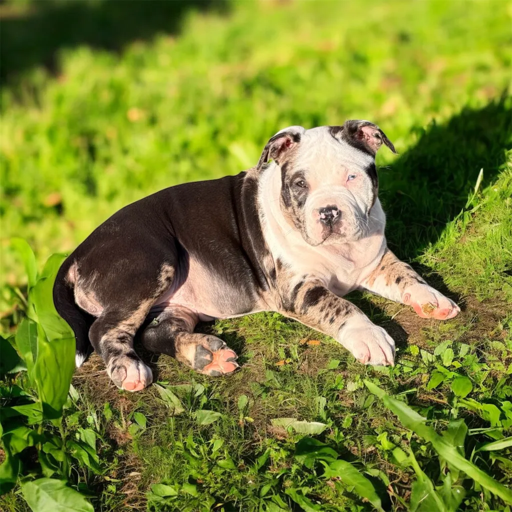 Tout sur le merle