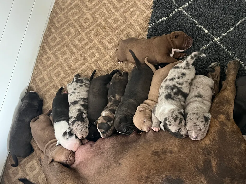 Portée American Bully merle