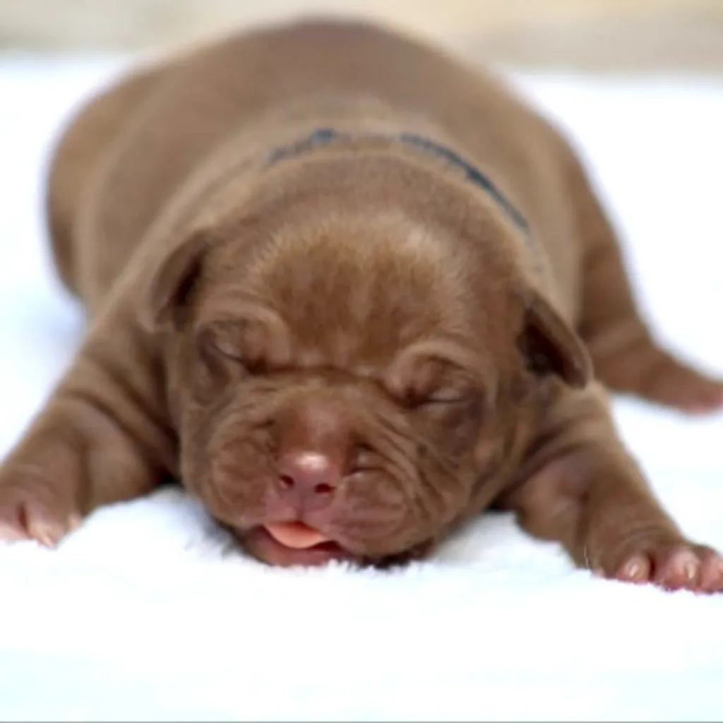 Gros male choco standard American Bully 