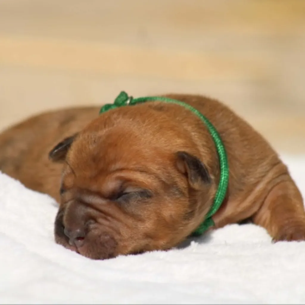Petite femelle costaud choco black merle