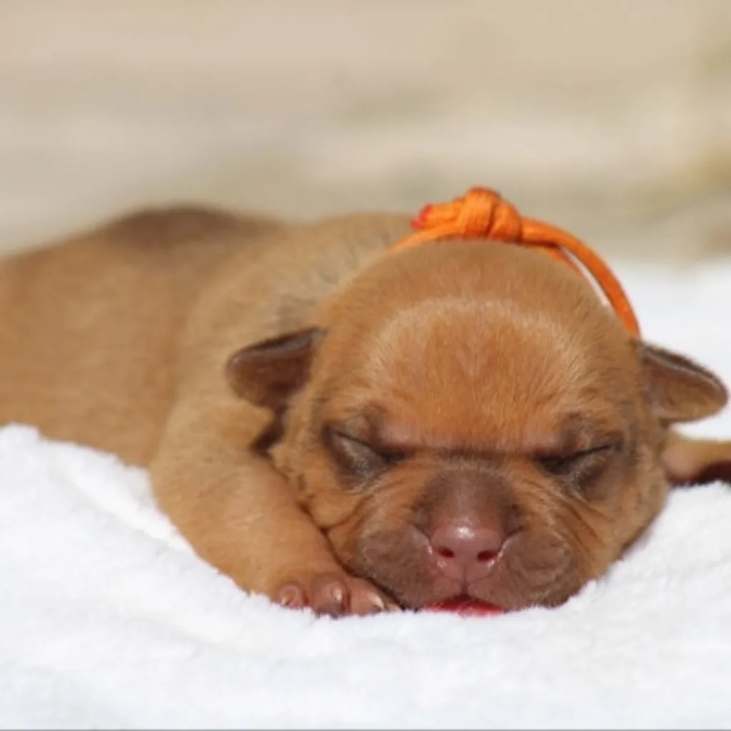 Femelle Bully standard fawn masque noir qui dort
