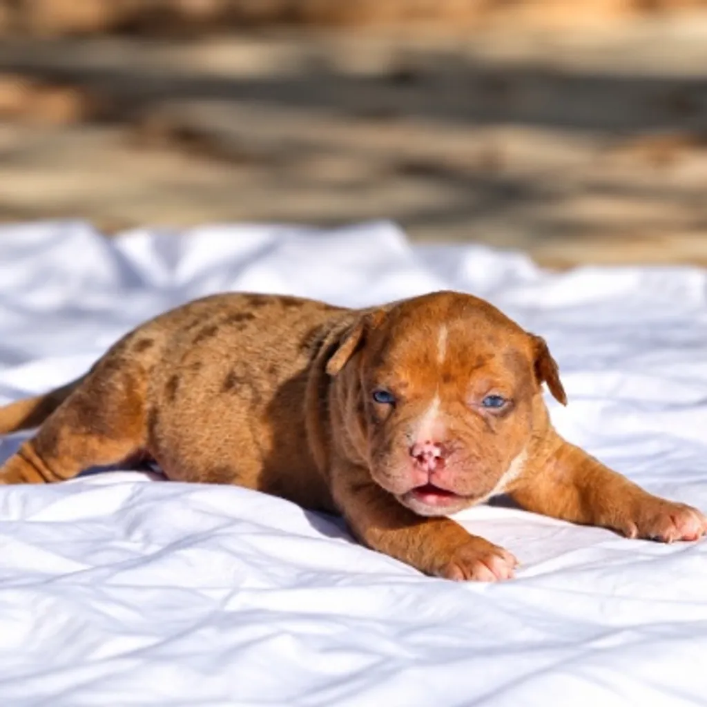 Bully choco merle chiot soleil