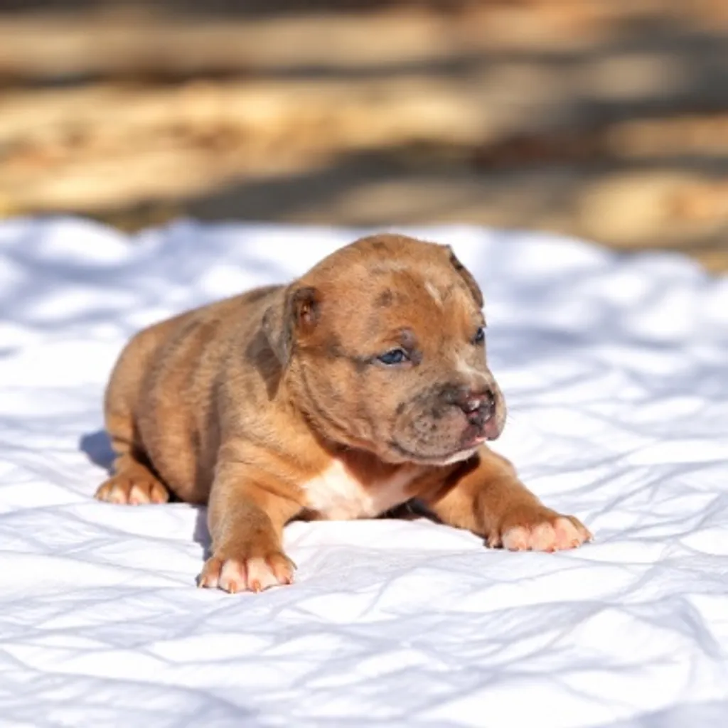 chiot bully standard silver merle 