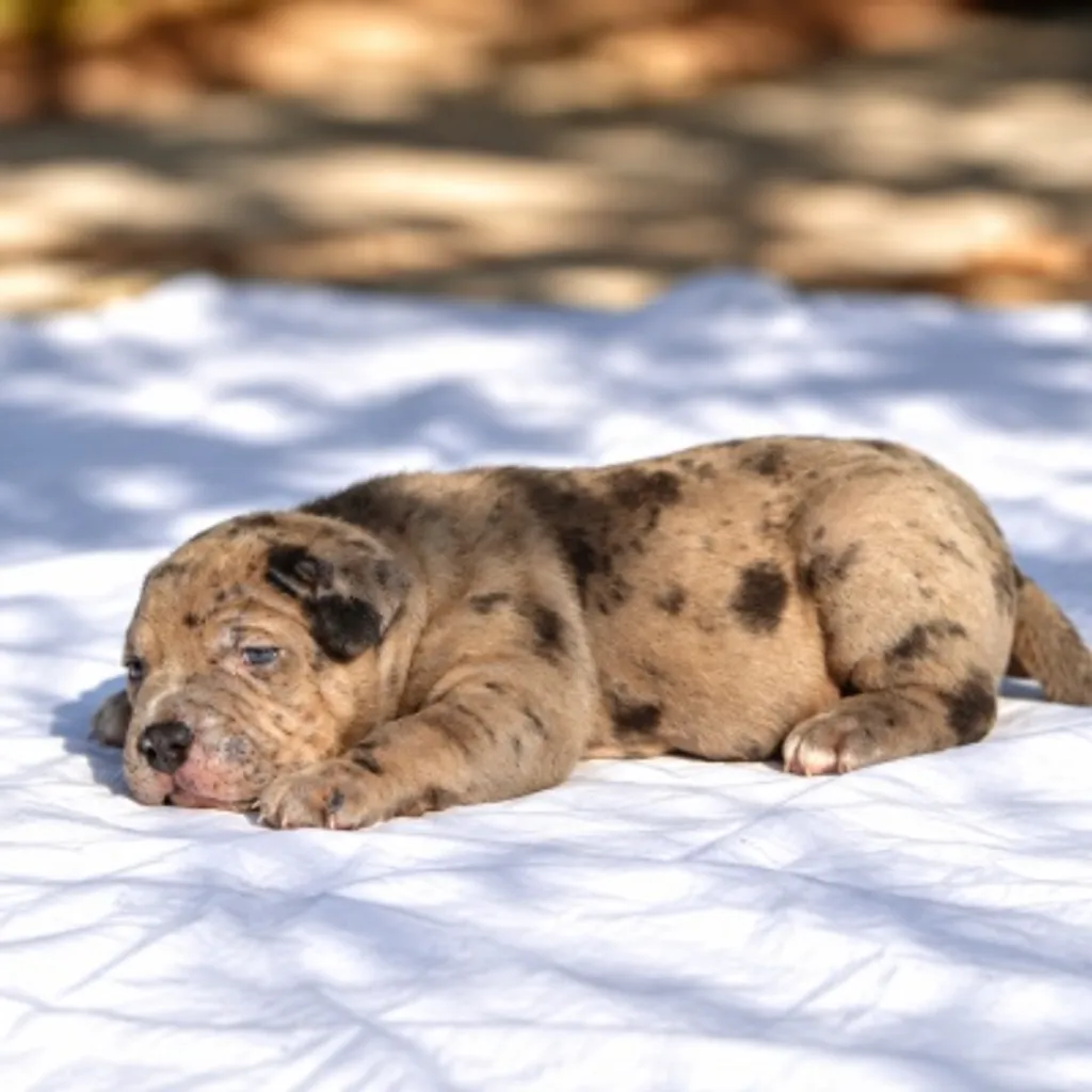 American Bully black merle chiot