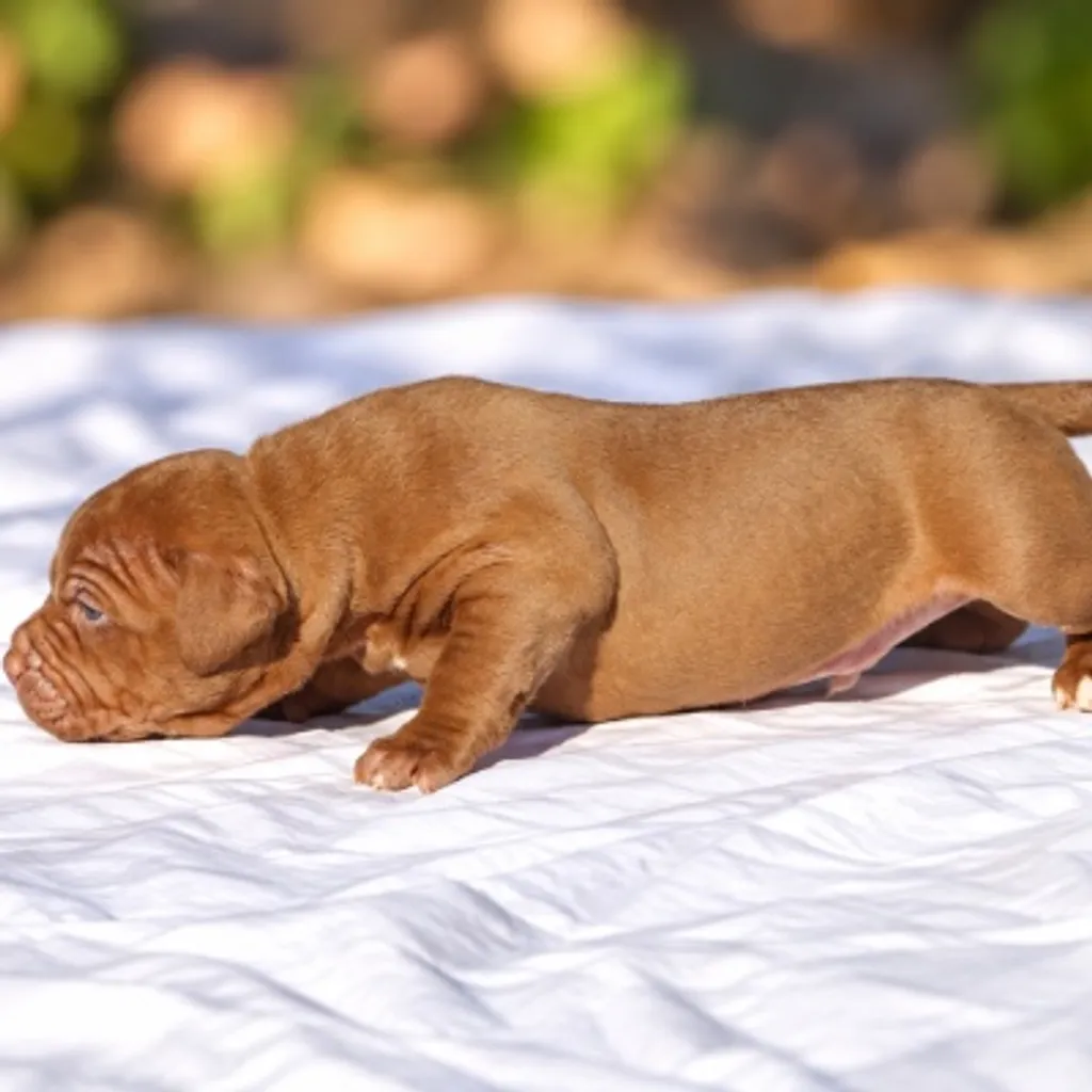 chiot bully choco qui marche