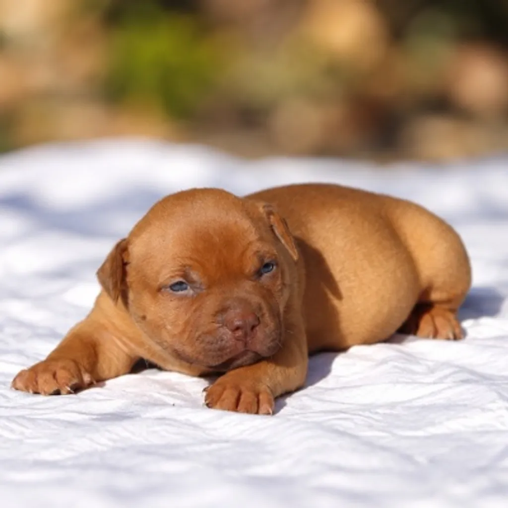 chiot femelle bully couchée au soleil fawn