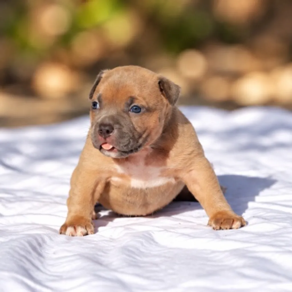 chiot à la réservation bully blue fawn