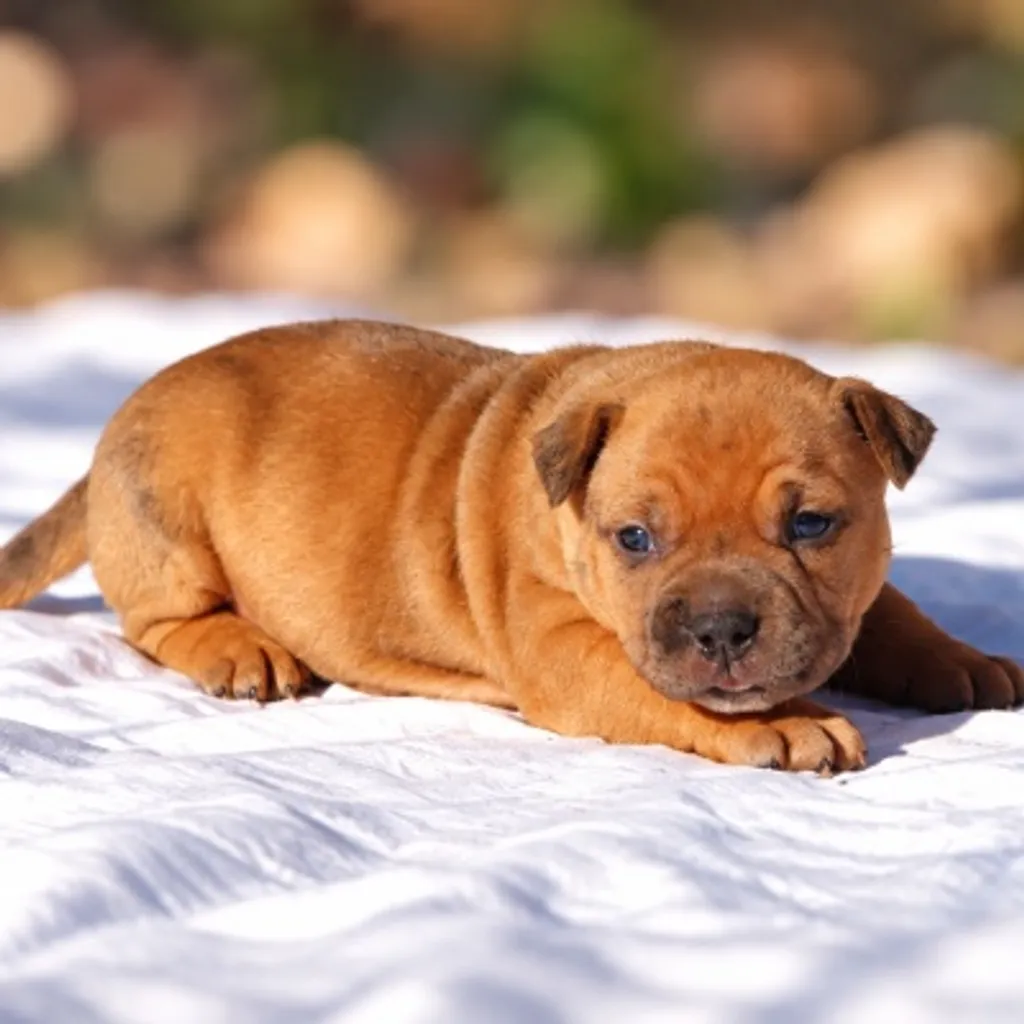 petite mais costaud bully standard