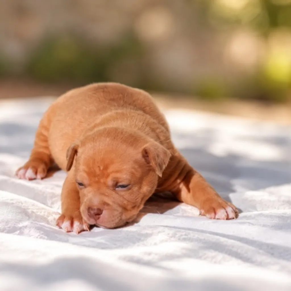 femelle bully chiot fawn merle couché